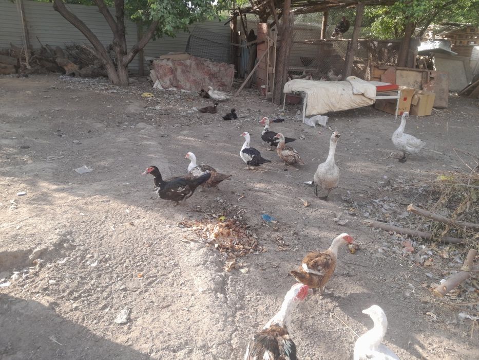 Продам курей гусей уток