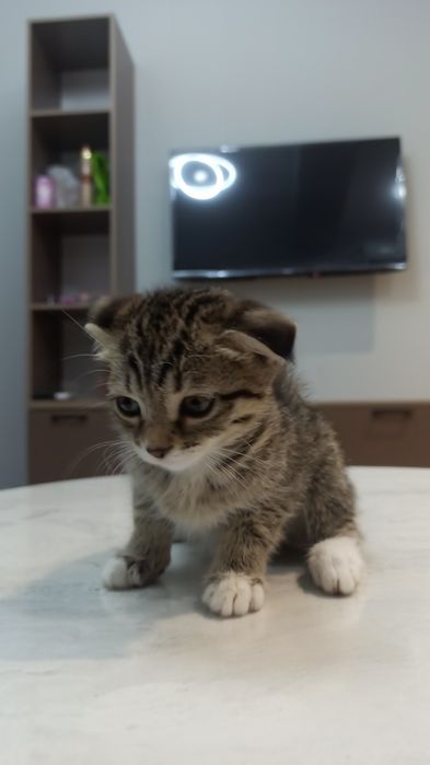 Котенок скотиш фолд