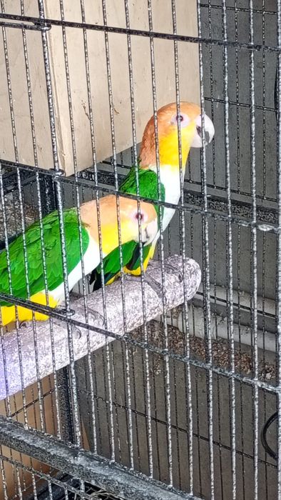 Vand pereche de papagali caique