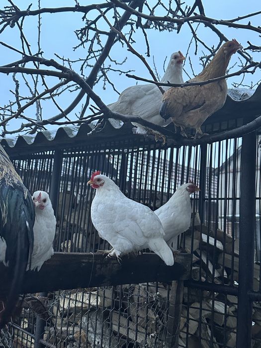 Vand gaini americane