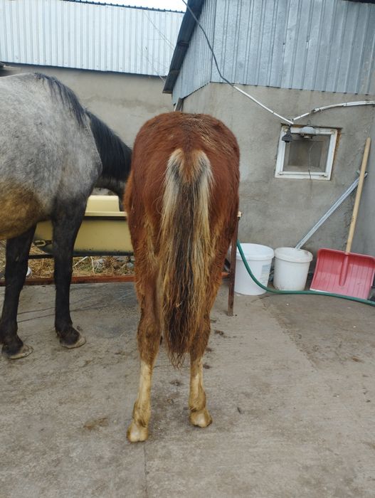 Еркек жабағы сатылады