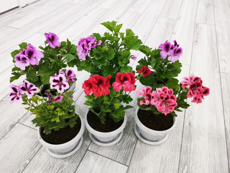 растения, цветы, доставка