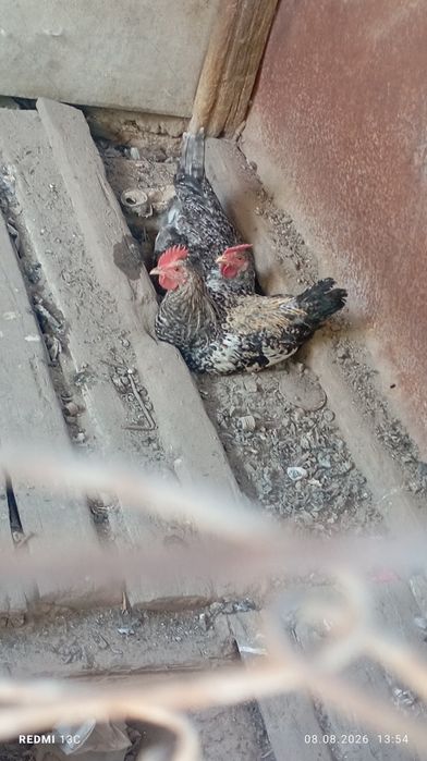 Продам Питух 5-6 месяц