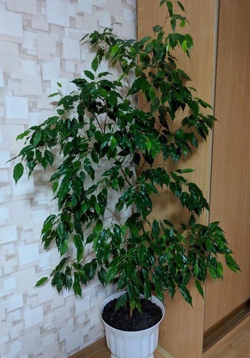Комнатные растения