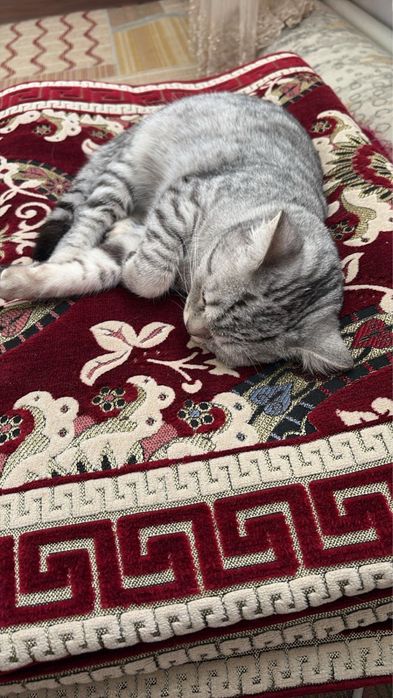 Кошка шотландской породы