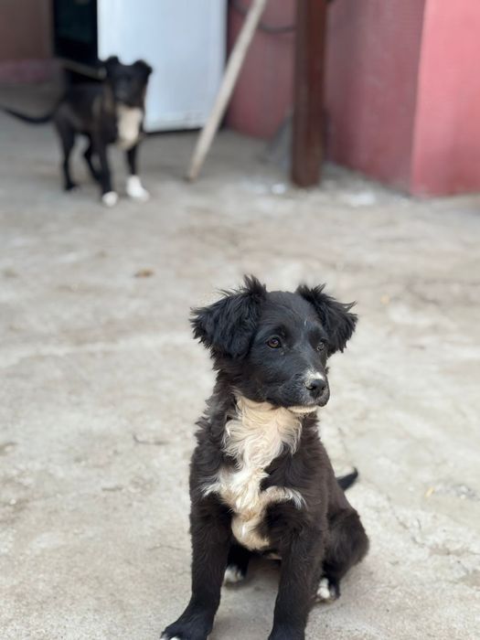 Отдам щенков  бесплатно