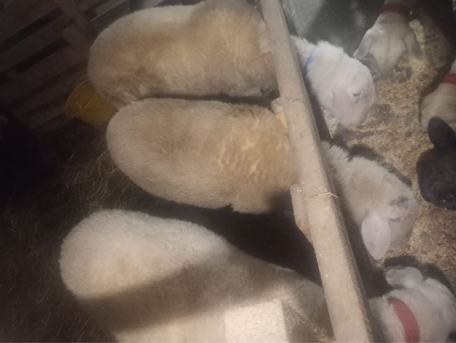 Mioară Metis de Bergamast