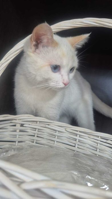 Добрый котик ищет дом