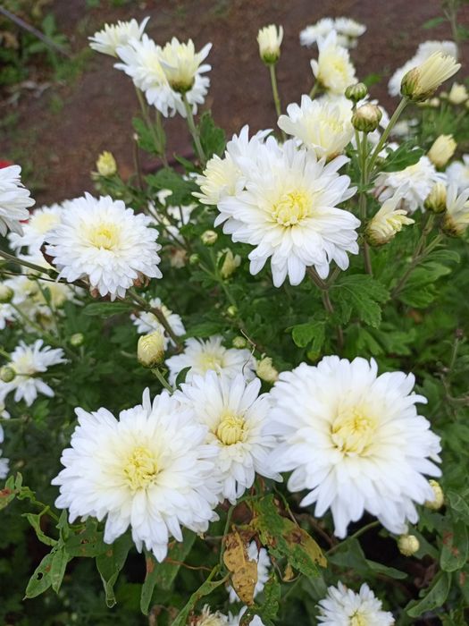 Хризантемы черенки