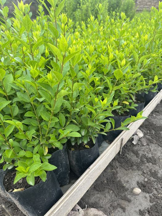 Лигуструм вечнозелен