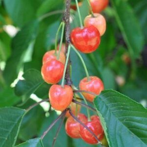 Cires Amar de Marculesti