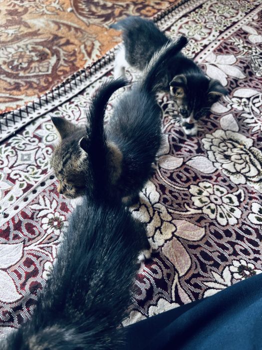 Котята отдам даром