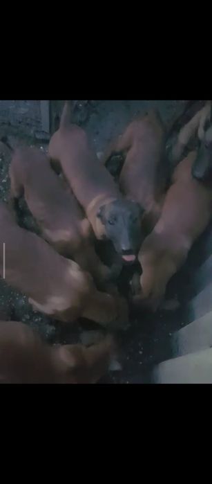 Тозза конли малиня