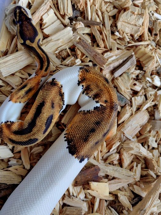 Piton Regal Pied High White-Smiley Pattern