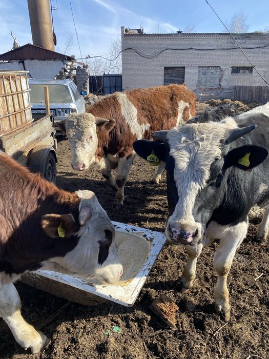 Продам быков на мясо/ на племя