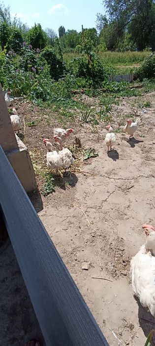 Продам кур несушки 80 голов