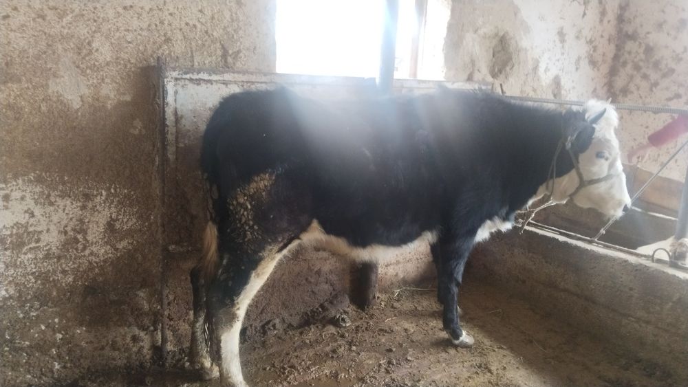 Бірінші тұма құнажын сатылады