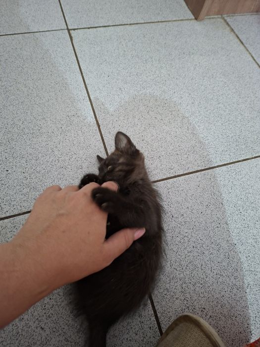 Котёнки чёрного цвета