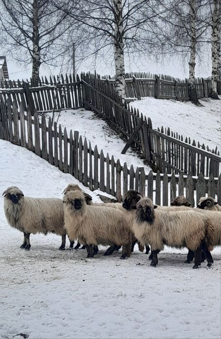 Vând 15 oi bucalai si un mior