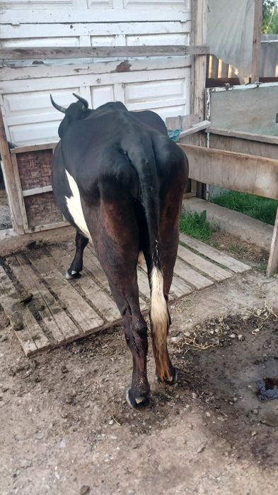 Продам корову  большая