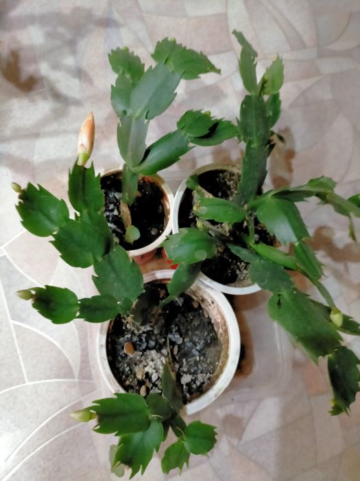 Декабрист (шлюмбергера)