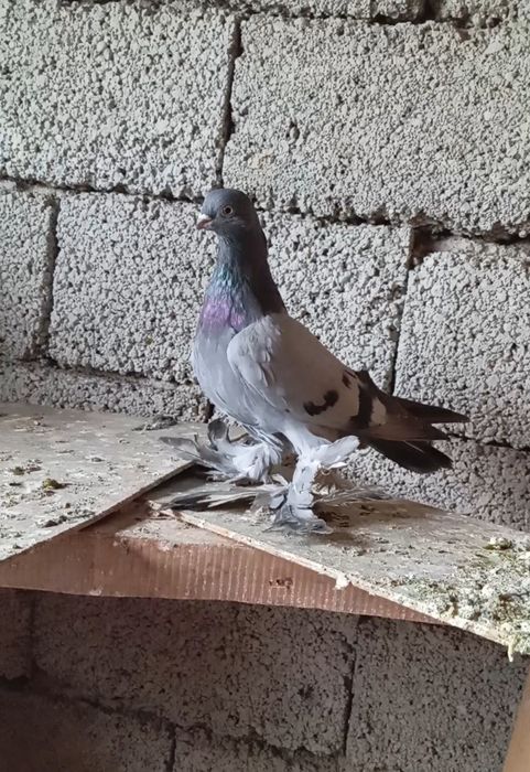 Голуби животные птицы