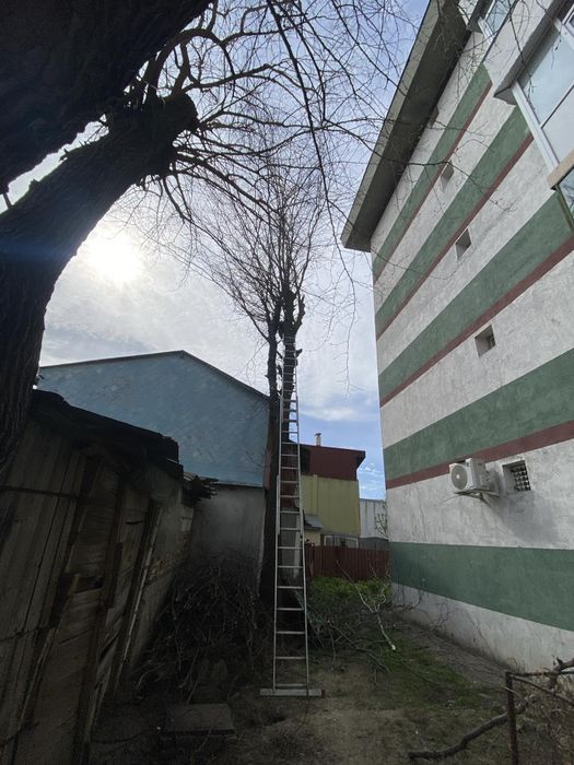 Tăiere Arbori/Toaletare/Defrișări/Alpinism Utilitar/Rapid Și Ieftin.