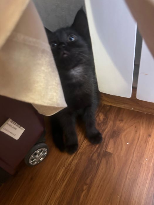 Отдам котенка в добрые руки