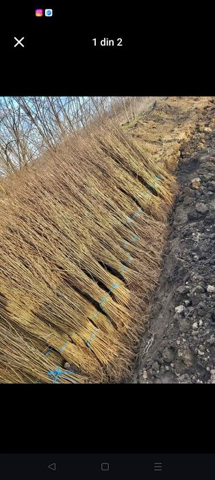 Avem oferită la puieți tratați salcâm mesteacăn brad molid pin Tei fag