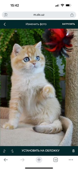 Вязка чистокровного ny12