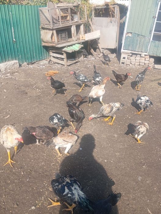 Продам даканов петухов курей