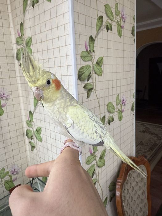 Продам молодого ручного попугая