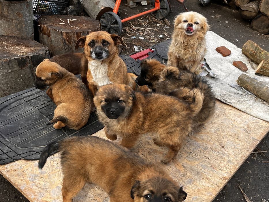 Donez catelusi pichinezi soricari