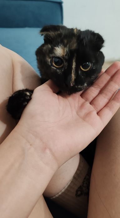 Скоттиш фолд черепаховый окрас