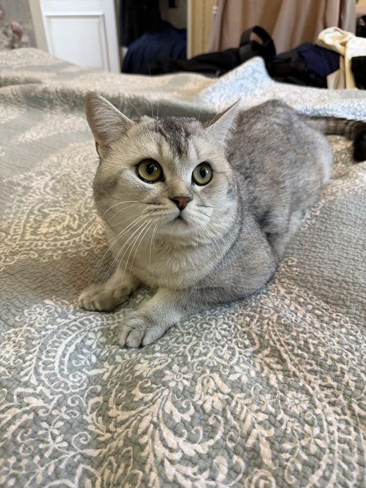 Мушук сотилади шиншила