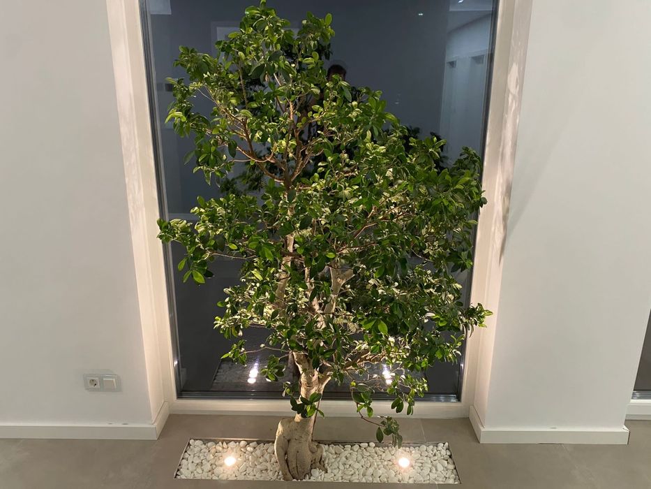 Vilă de vânzare Becicerecu Mic zonă nouă exclusiv de vile individuale.