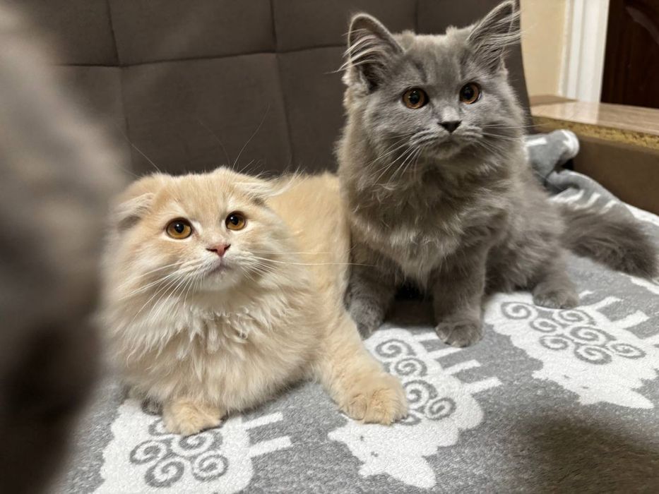 Отдам кошку (серая) в хорошие руки.