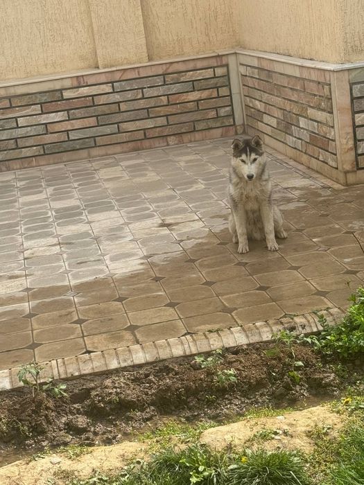 haska zotli it  sog‘lom