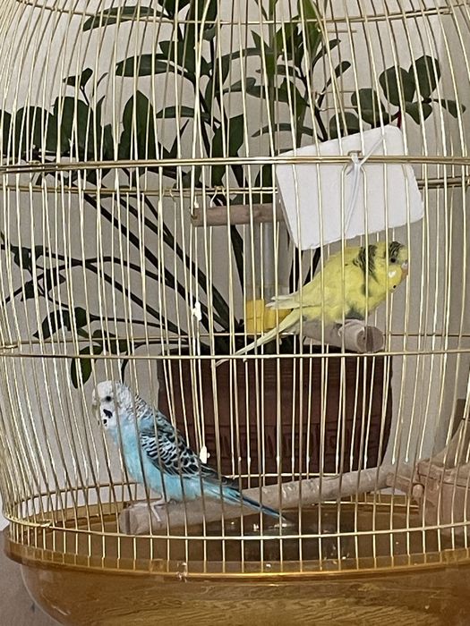 Попугай с золотой клеткой