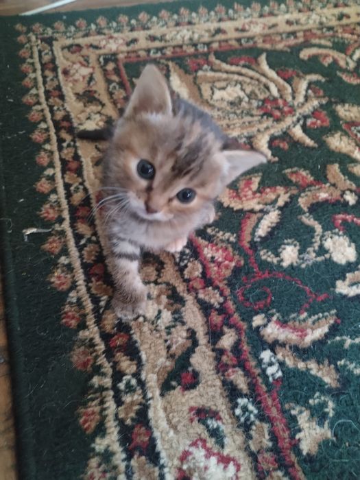 Котята в хорошие руки