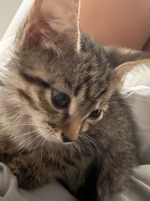 Котёнок даром отдам