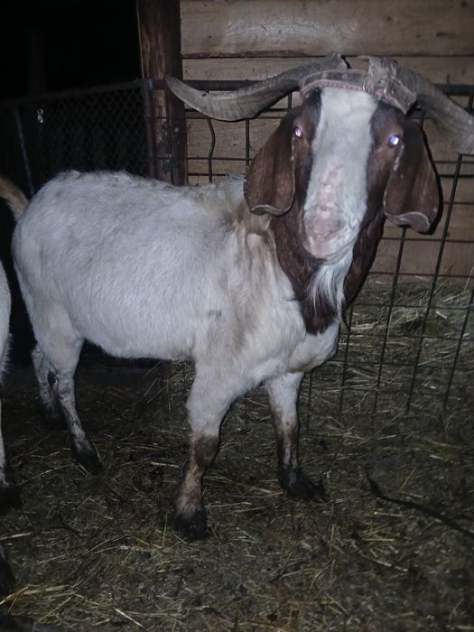 Vand 2 tapi frumosi si buni