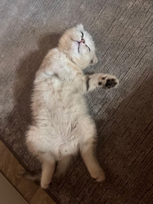 Котёнок Шотландец 3 месяца