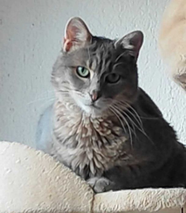 Зеленооко сиво мъжко коте (2 г) търси дом