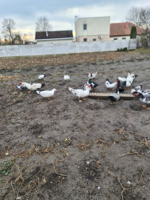 Rate mute de vânzare