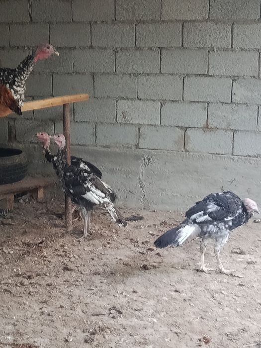 Продам индюков срочно
