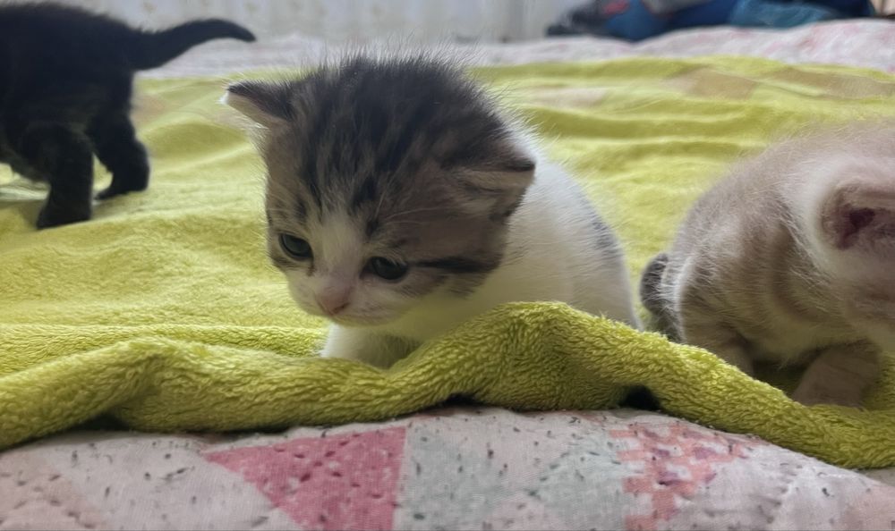 продаем шотландских котят