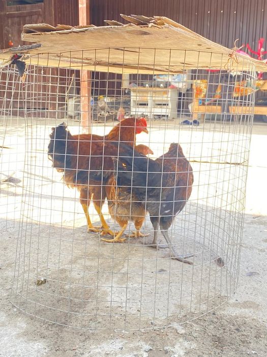 продам цыплят домашних