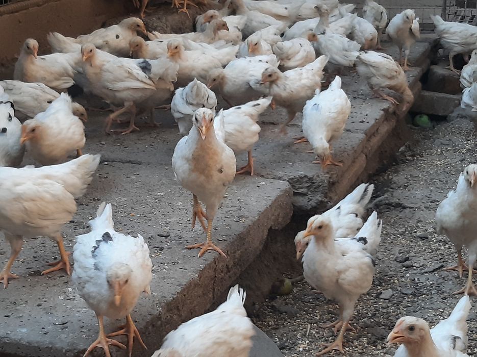 2 ярим ойлик жужалар номи  нусушка