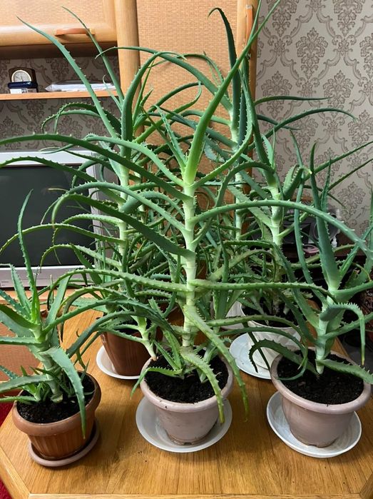 Алоэ лекарственный